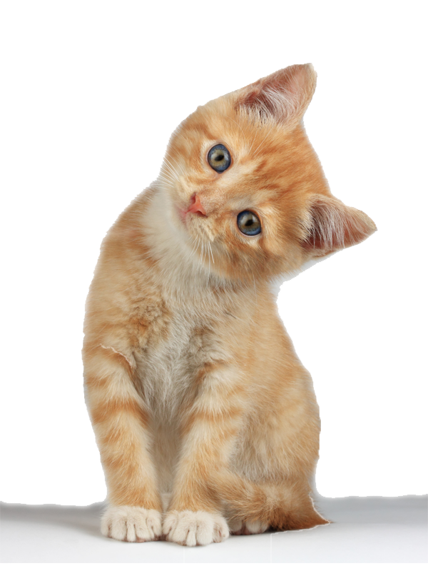 Cute Kitten Free HQ Image PNG Image