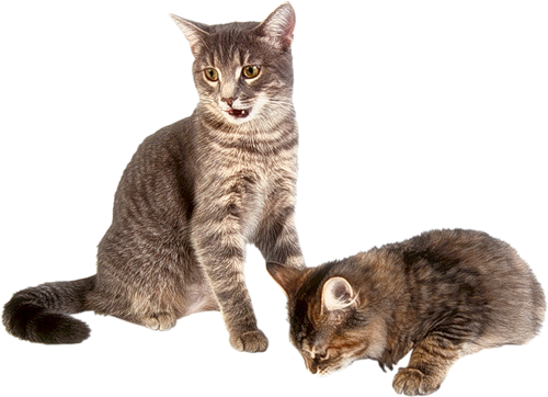 Domestic Kitten Free Download Image PNG Image