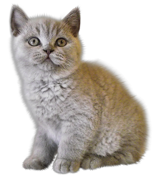 Photos Domestic Kitten Free HD Image PNG Image