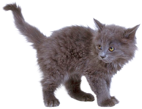 Domestic Kitten HD Image Free PNG Image