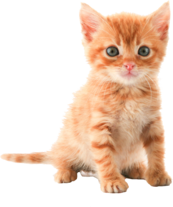 Domestic Kitten Free Download PNG HQ PNG Image