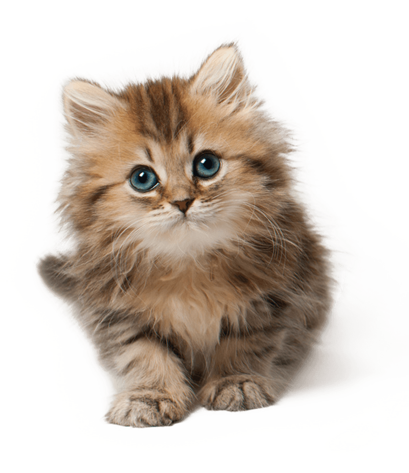 Photos Little Kitten Free HD Image PNG Image