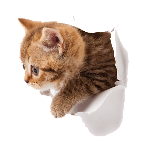 Little Kitten HQ Image Free PNG Image