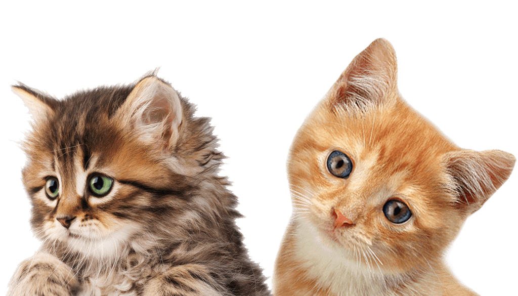 Little Kitten HQ Image Free PNG Image
