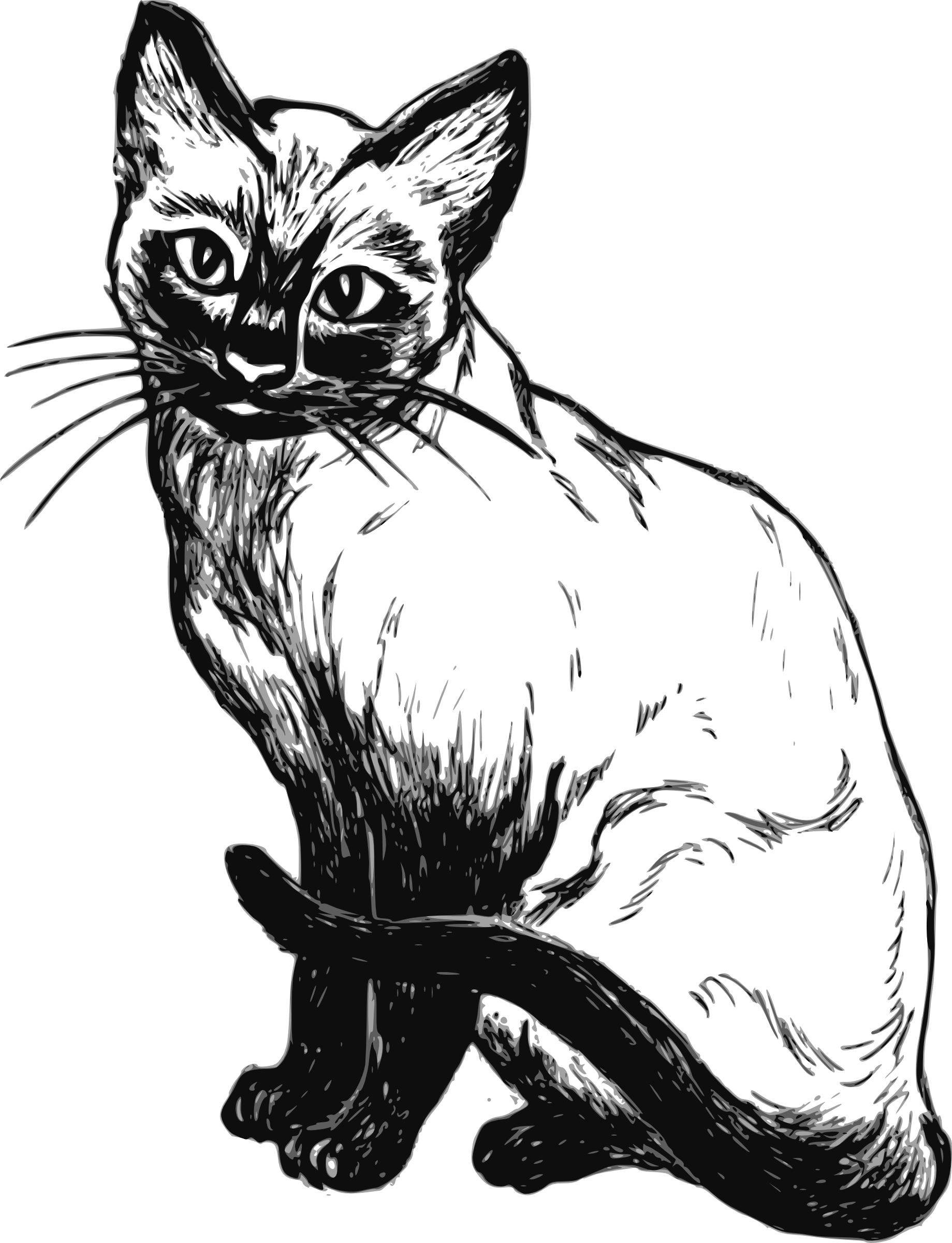Photos Vector Kitten PNG Free Photo PNG Image