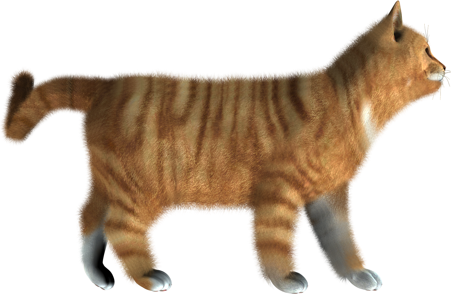 Vector Kitten HD Image Free PNG Image