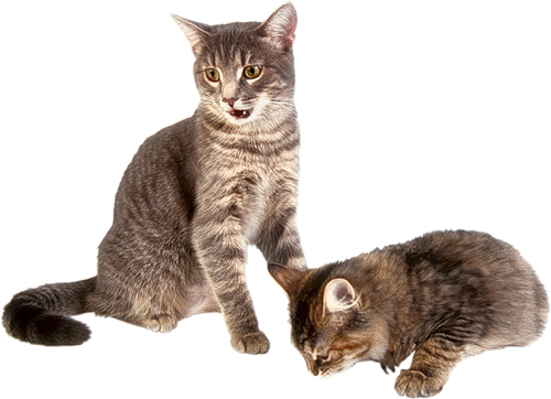 Kitten Transparent Background PNG Image