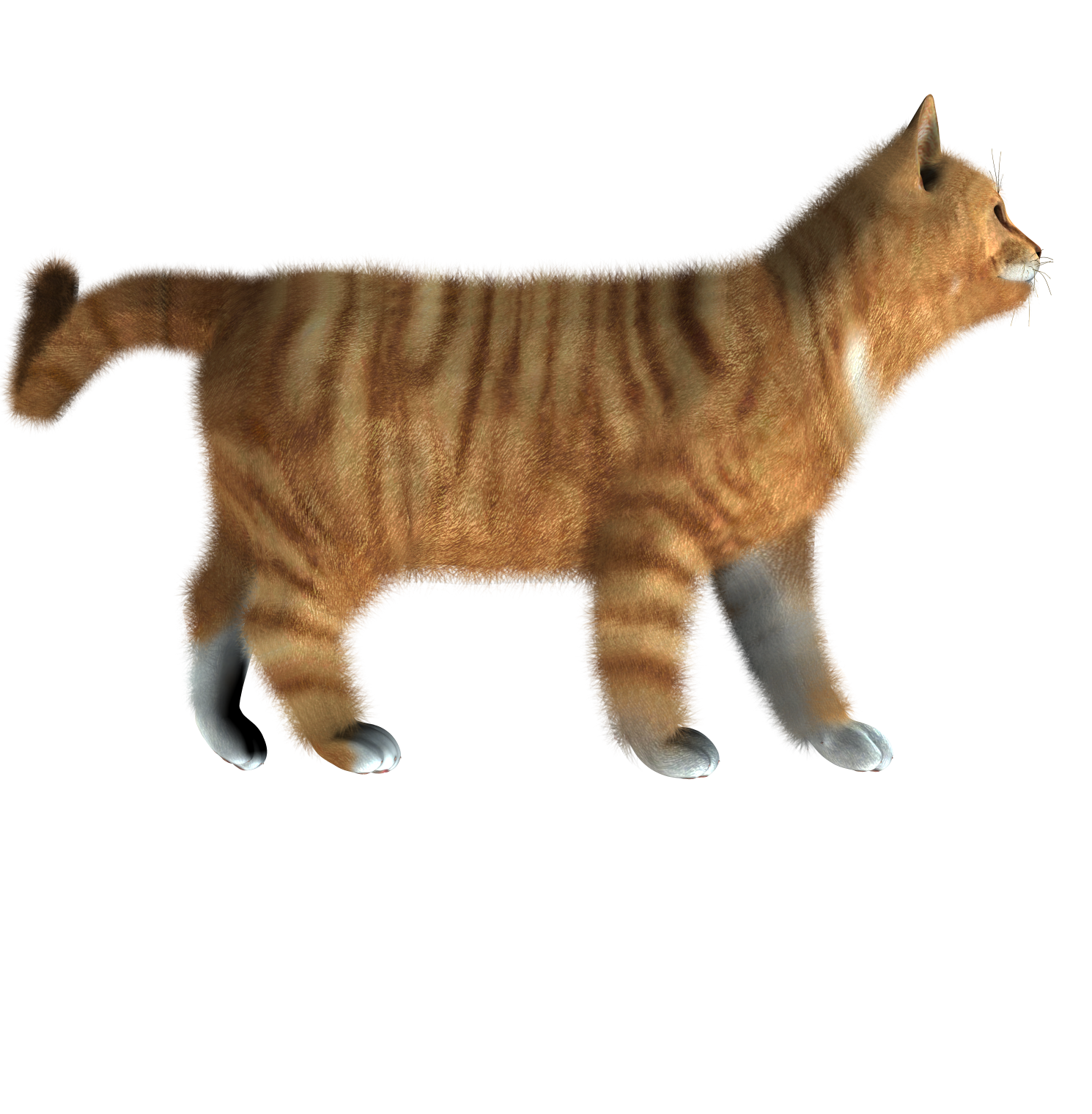 Kitten PNG Image