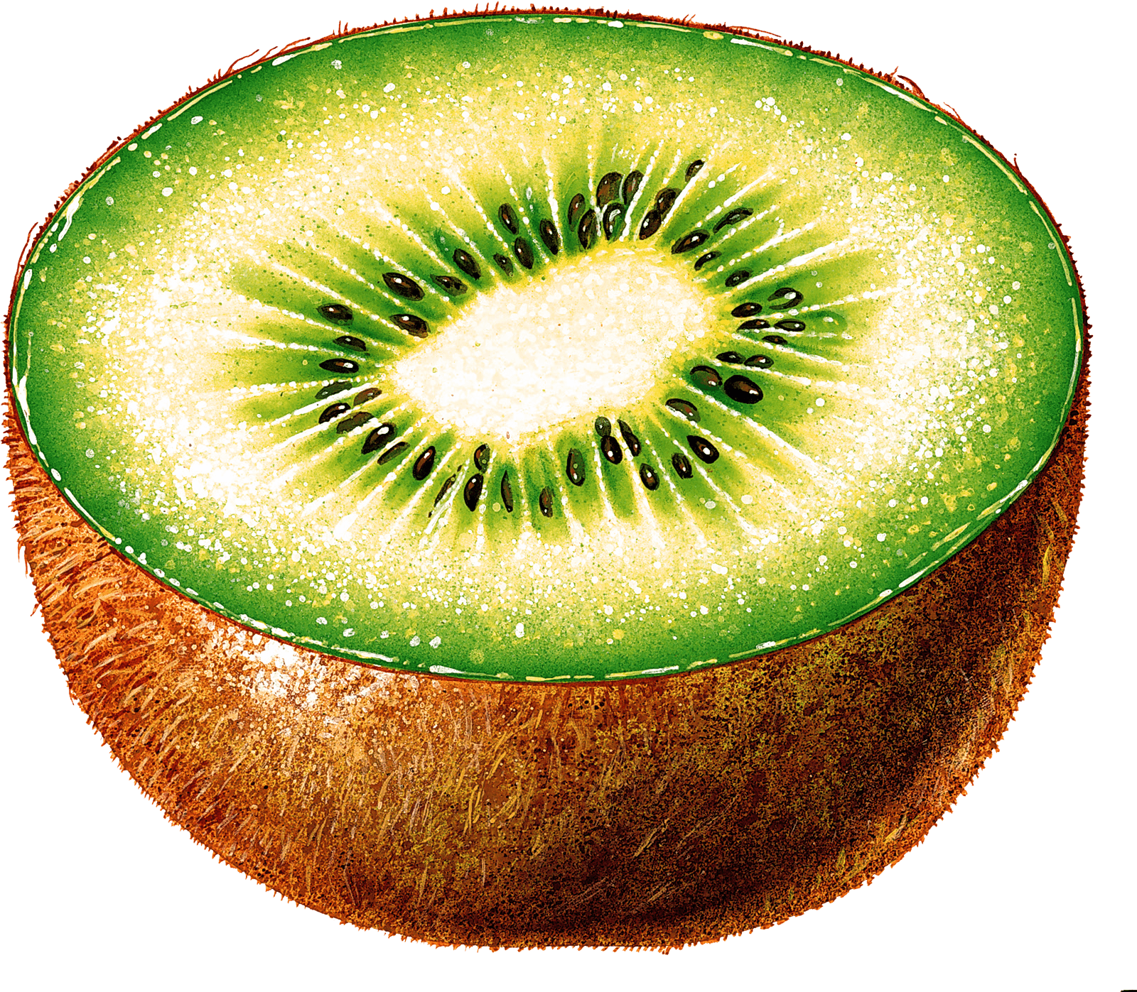 Kiwi Png Image Fruit Kiwi Png Pictures Download PNG Image