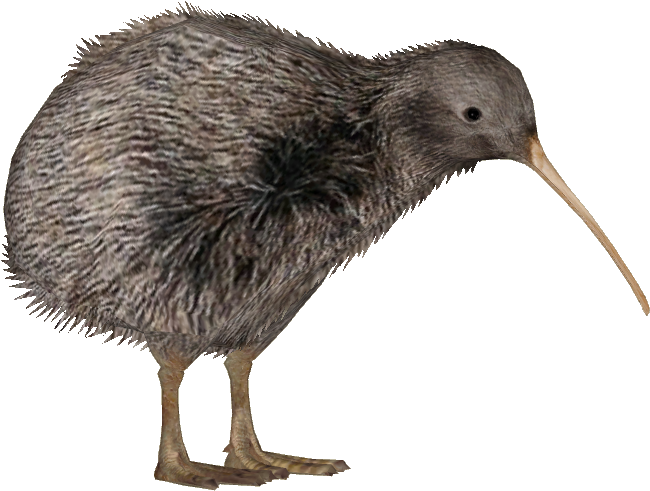 Kiwi Bird Free Download PNG HQ PNG Image