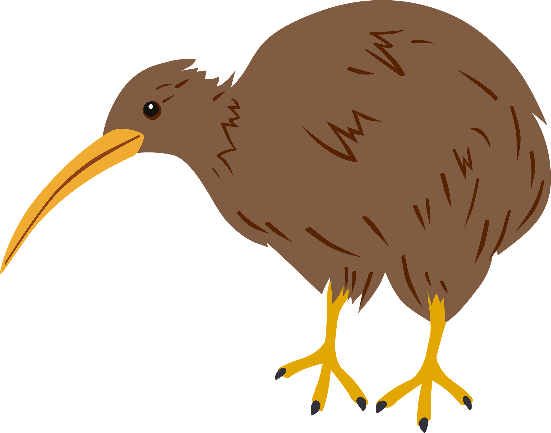 Wild Kiwi Bird Free Photo PNG Image