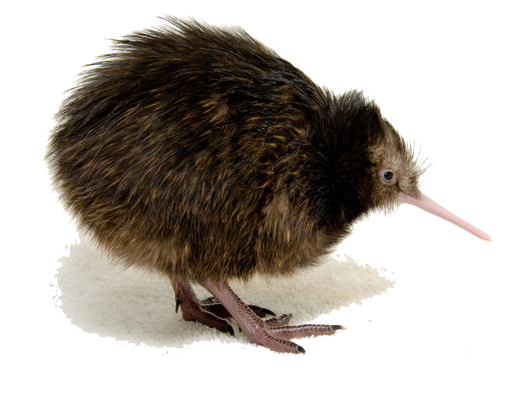 Kiwi Bird Clipart PNG Image