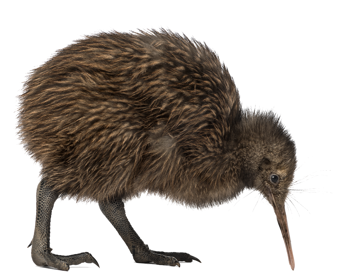 Kiwi Bird Image PNG Image