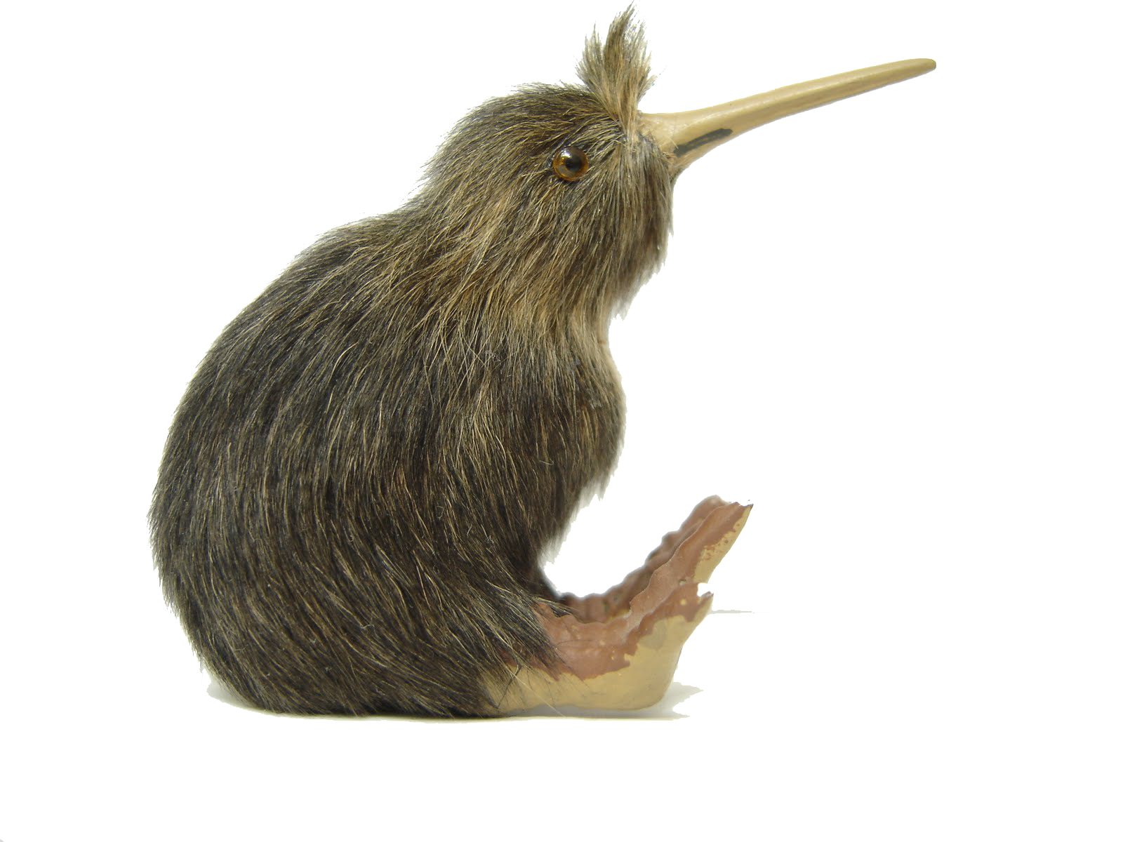 Kiwi Bird File PNG Image