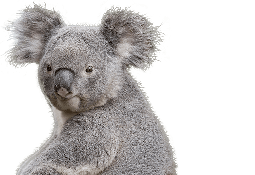 Koala Face Free Download Image PNG Image