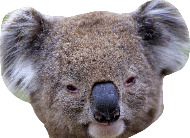 Photos Koala Face Free Download PNG HD PNG Image