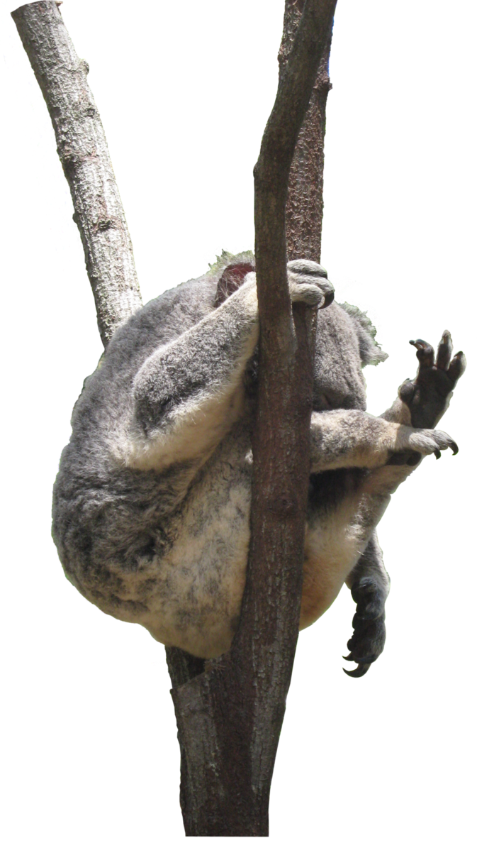 Koala Free Photo PNG Image
