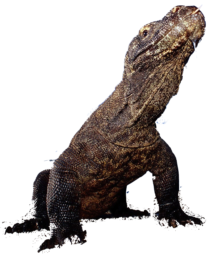 Komodo Dragon Transparent PNG Image