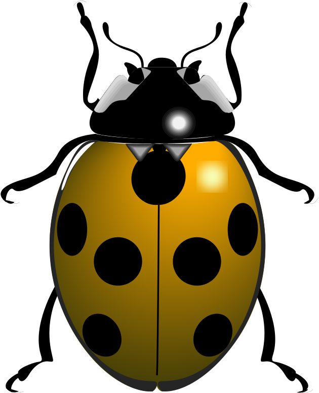 Ladybug Insect Free Download PNG HD PNG Image