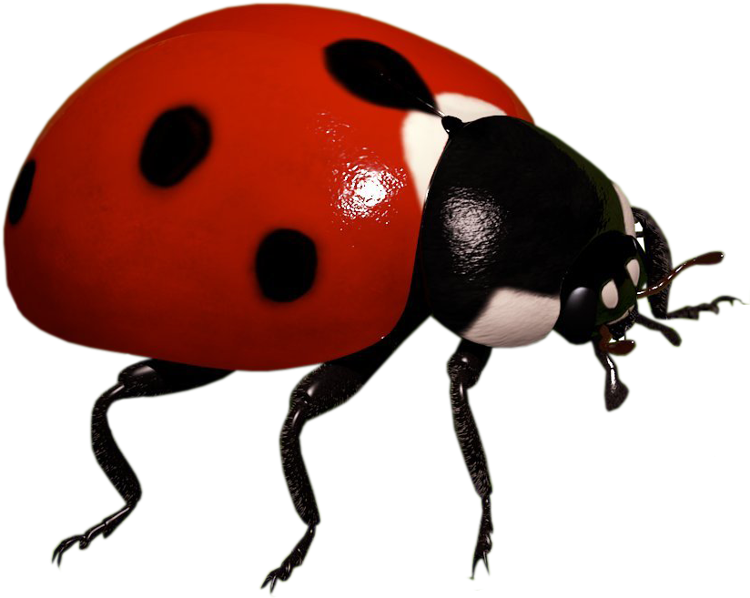 Ladybug Insect Pic Free Download PNG HQ PNG Image