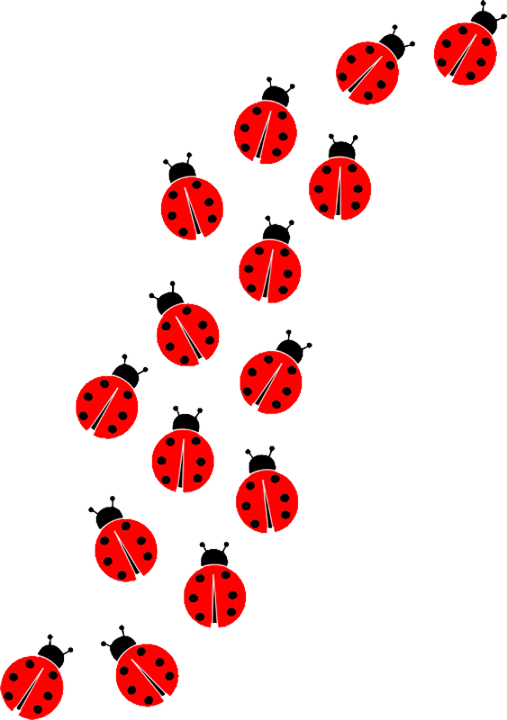 Ladybug Insect PNG Image High Quality PNG Image