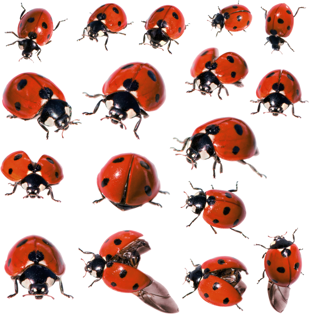 Ladybug Insect PNG Image High Quality PNG Image