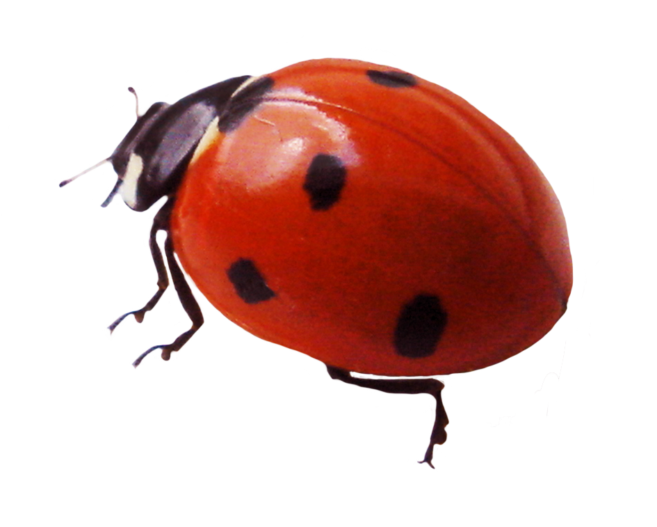 Ladybug Insect Red Photos PNG File HD PNG Image