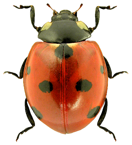 Ladybug Transparent PNG Image