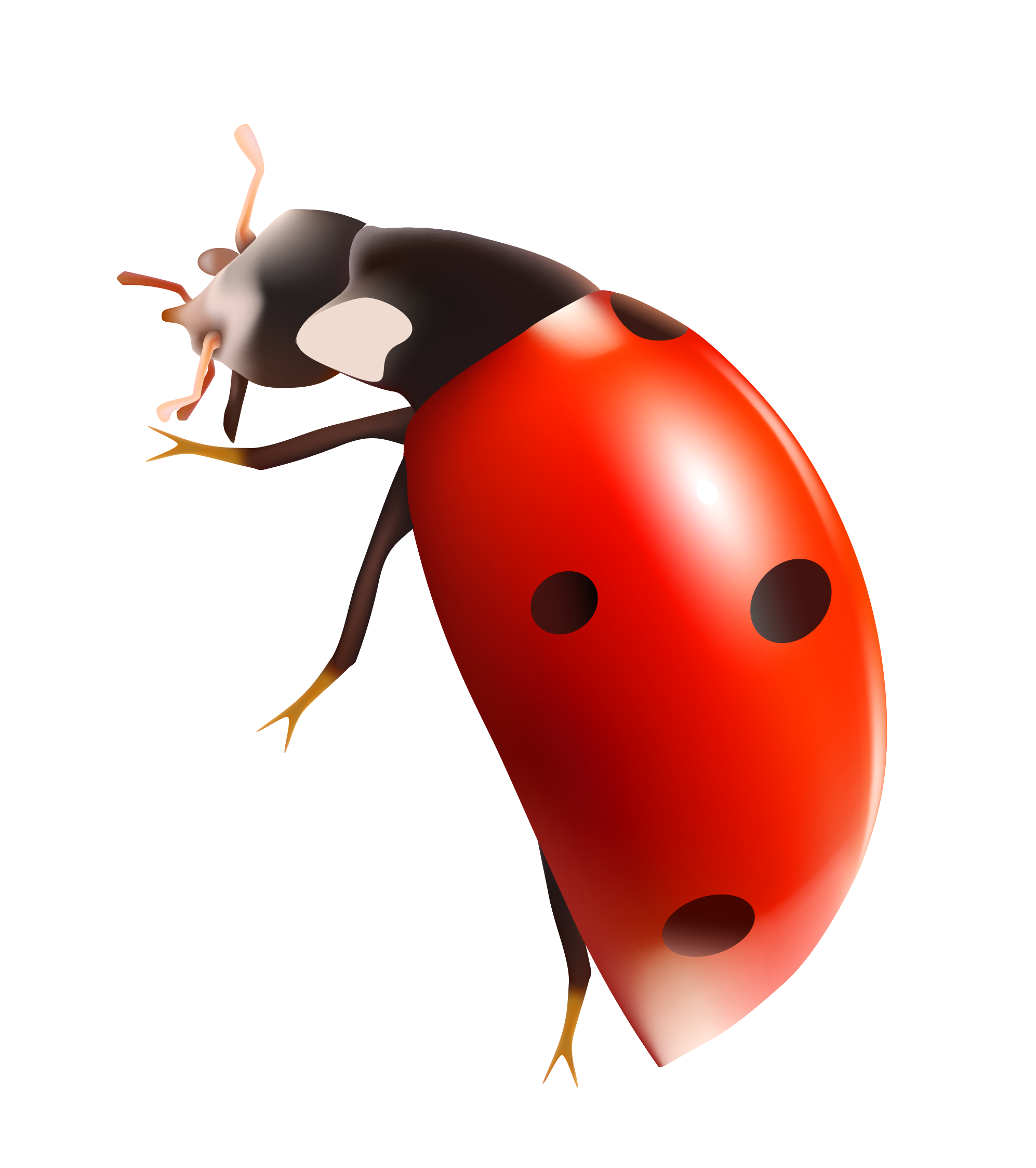 Ladybug Png Clipart PNG Image