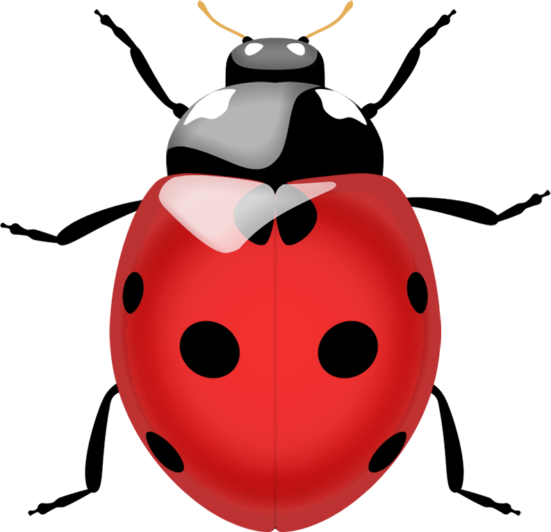 Ladybug Png Image PNG Image