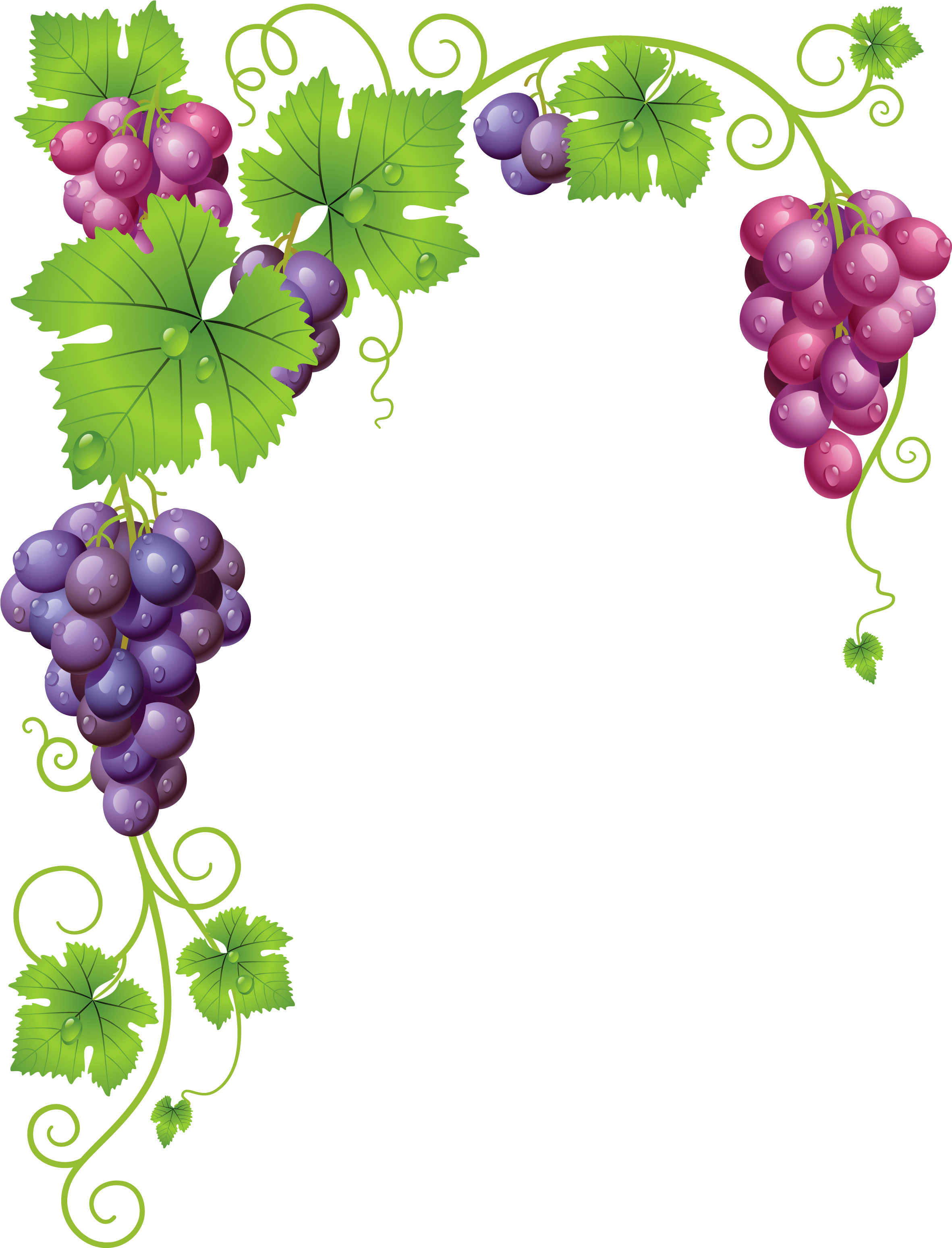 Vine Leaf Grape Photos Free Transparent Image HQ PNG Image