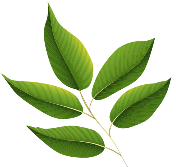 Green Leafs Free HQ Image PNG Image