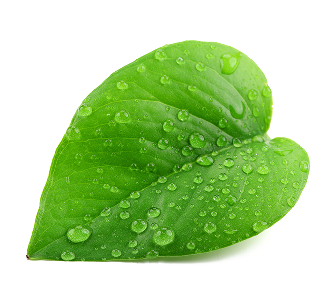 Green Organic Leafs Free Clipart HQ PNG Image