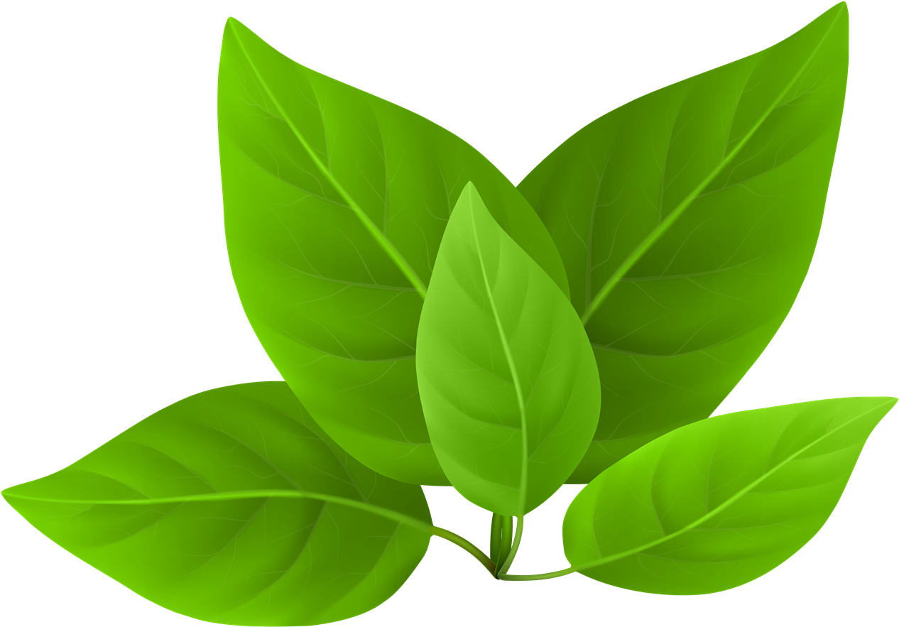 Download Vector Green Leafs HQ Image Free HQ PNG Image FreePNGImg.