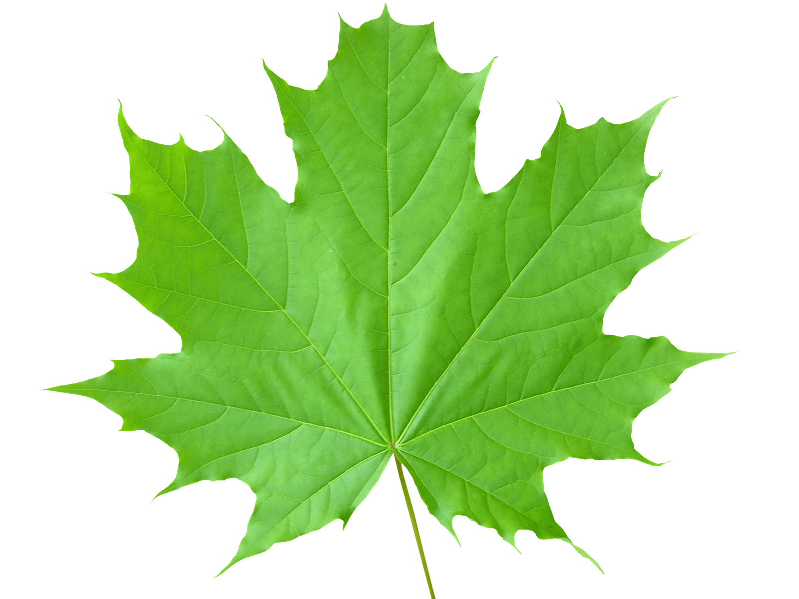 Leaf Photos PNG Image