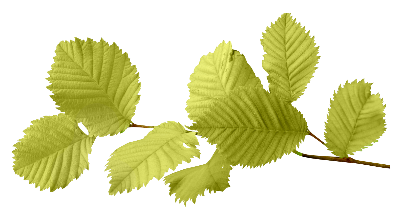Leaf Image PNG Image