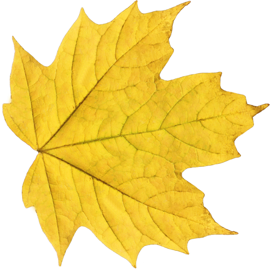 Leaf Transparent Picture PNG Image