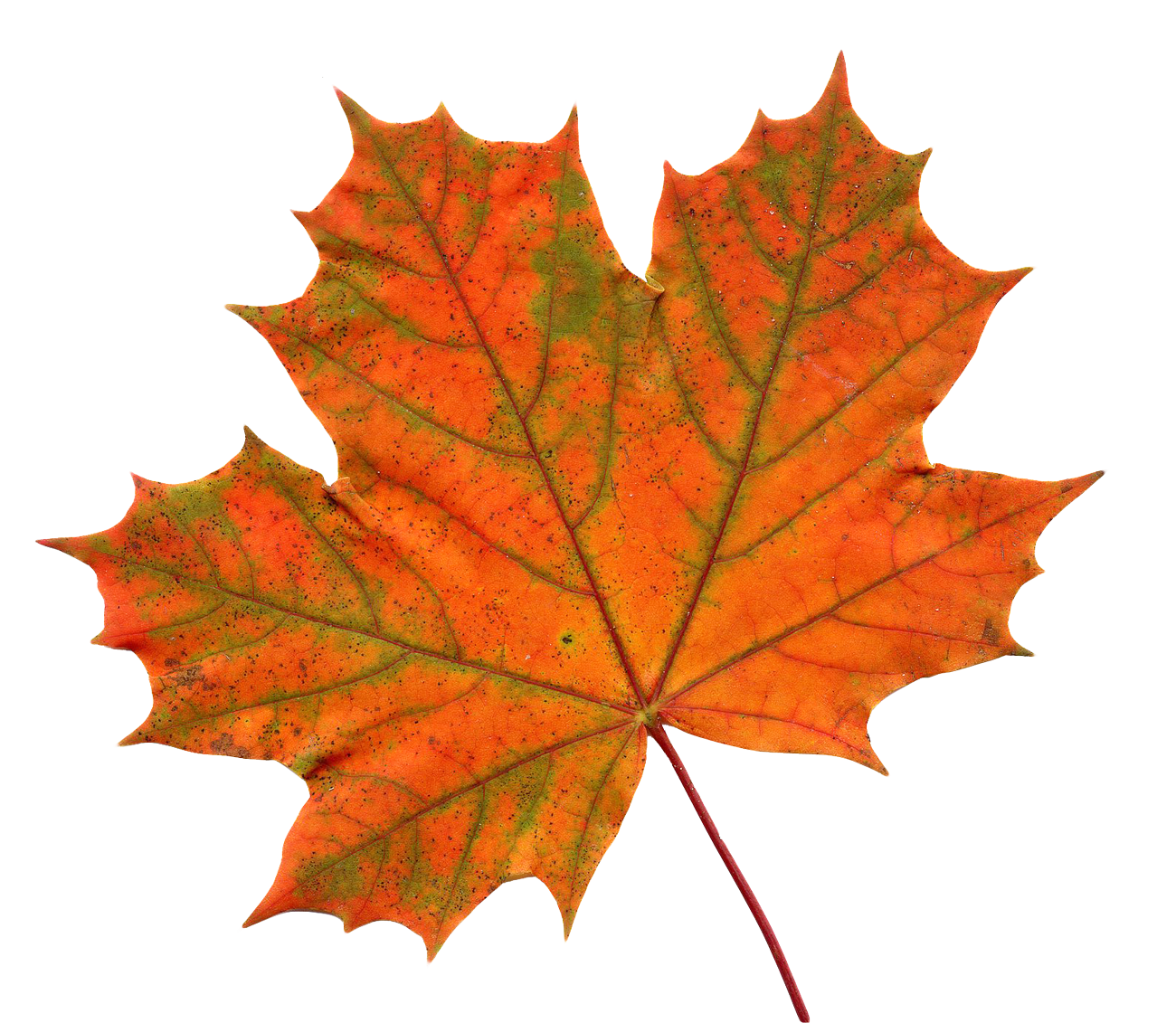 Leaf Transparent PNG Image