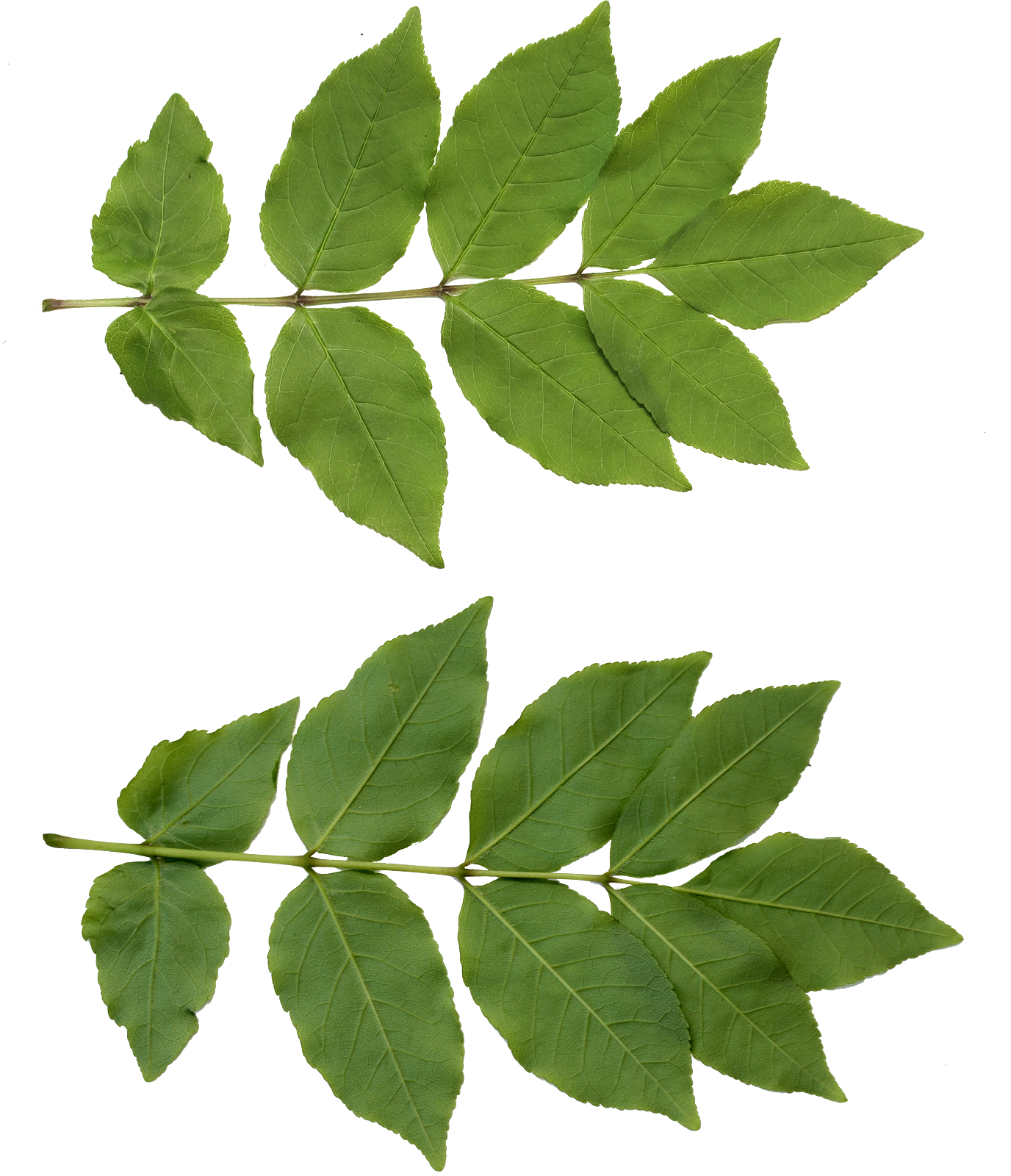 Leaf Free Download PNG Image