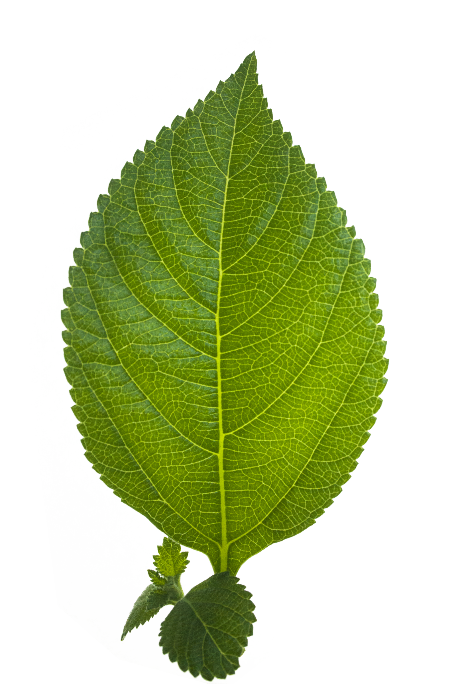 Leaf Hd PNG Image