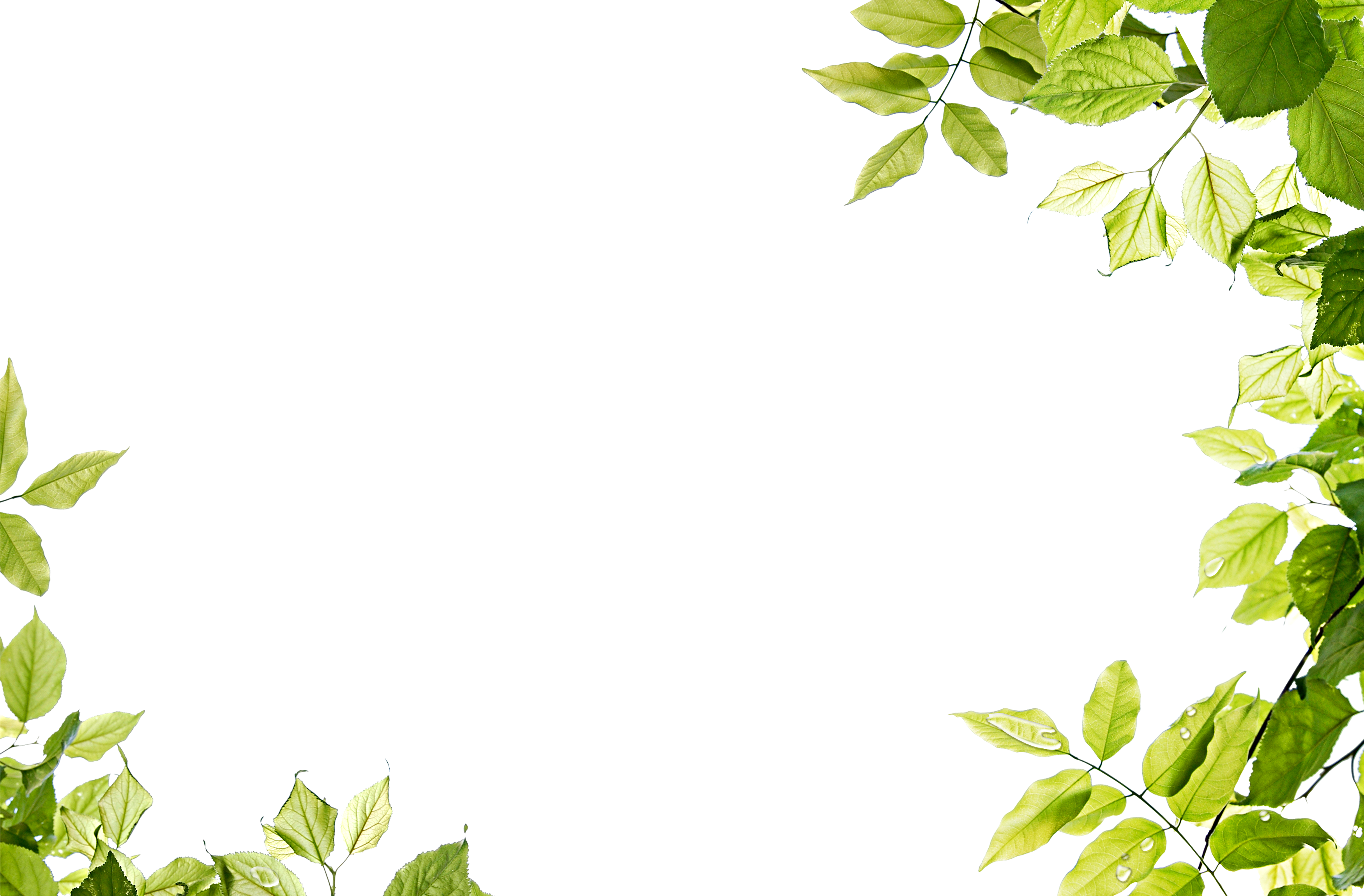 Green Leaf Free Transparent Image HD PNG Image