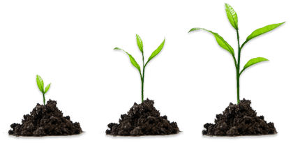 Growing Plant HD PNG Free Photo PNG Image