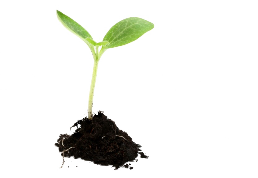 Growing Plant Image Free Transparent Image HD PNG Image