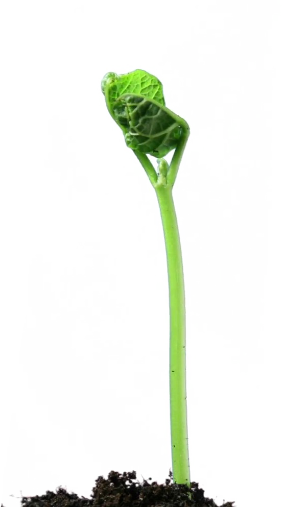 Growing Plant Free HQ Image PNG Image