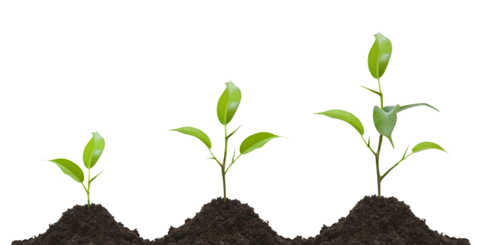 Growing Plant Image Free Download Image PNG Image
