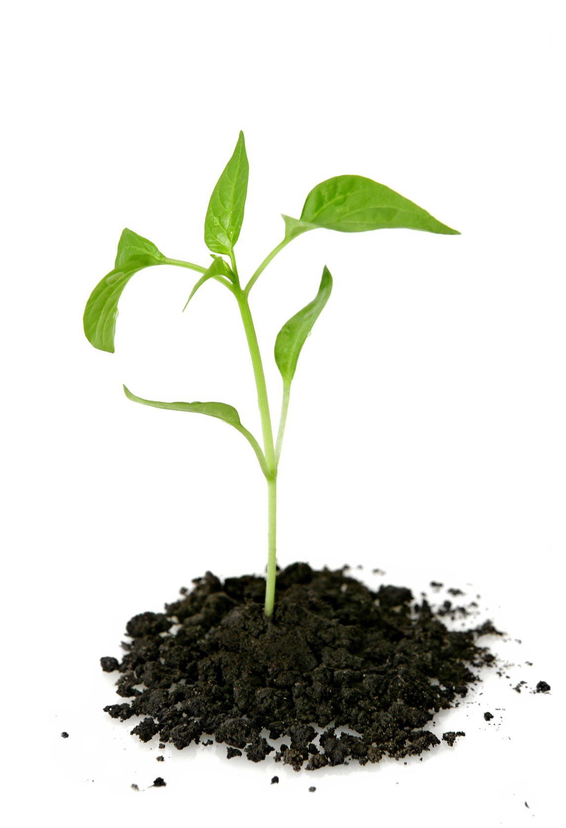 Growing Plant Picture Free Clipart HQ PNG Image