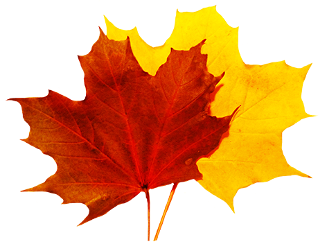 Falling Leaf Download HQ Image Free PNG PNG Image