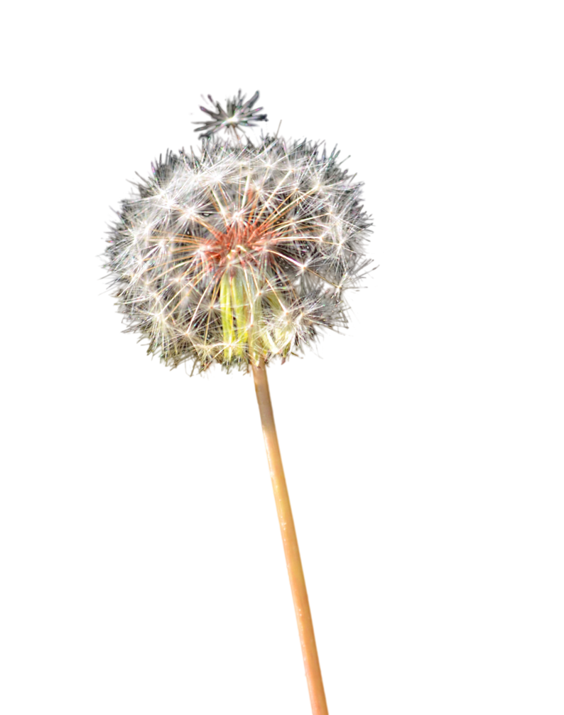 Colored Dandelion Free HD Image PNG Image