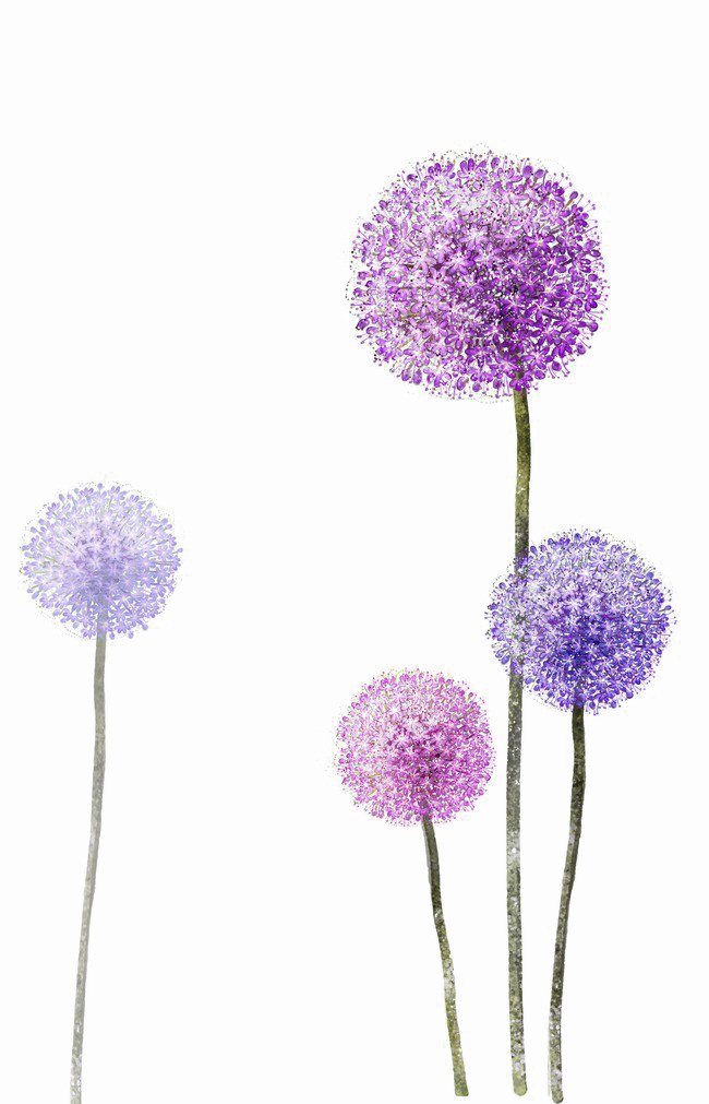 Download Colored Dandelion Photos PNG Download Free HQ PNG Image