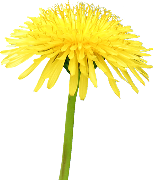 Yellow Dandelion Free HQ Image PNG Image